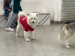 -星多哈·狗咖·拼豆·咖啡