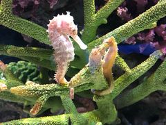 -暹罗海洋世界
