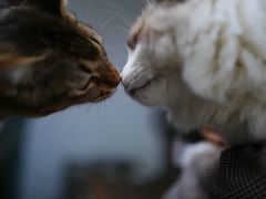 -喵屿·大理花园猫咖