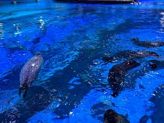 -海合安青岛极地海洋公园