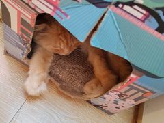 -猫咪派对(江南西店)