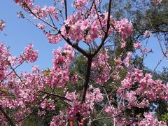 -桃花涧