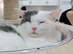 -喵园·猫主题咖啡厅·撸猫·猫咖(国贸店)