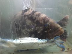 -罗源湾8号渔排