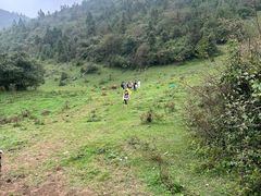 -武陵山森林公园