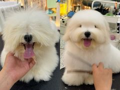 -momokira米努特·德文卷毛猫·棉花面纱犬