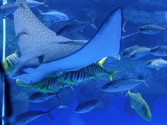 -成都浩海立方海洋公园