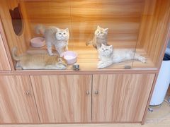 -猫十亿·布偶金渐层·曼基康矮脚猫舍(青年路店)