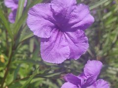 -桃花岛景观公园