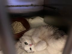 -宠爱国际动物医院· 猫科· 外科·中兽医(长白店)