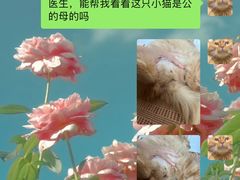 -瑞派新吉太郎宠物医院·重症转诊中心·泌尿道(嘉禾望岗院)