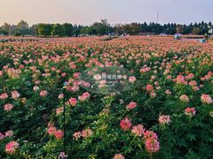 -荷兰花海