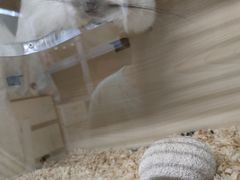 -钓仓鼠(洋桥北里小区店)