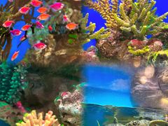 -海合安武汉极地海洋公园