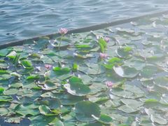 -荔枝公园(福田区)