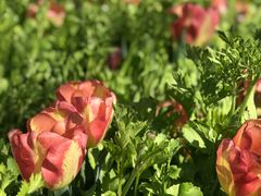 -上海鲜花港