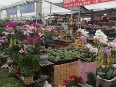 -李村大集