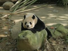 -都江堰中华大熊猫苑
