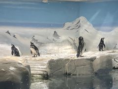 -上海海洋水族馆