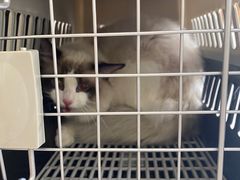 -瑞鹏宠物医院·骨科·猫科·内科(第一中心)