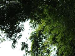 -成都杜甫草堂博物馆