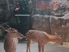 -野象谷景区