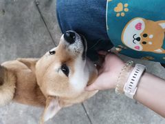 -柴犬高等学院·狗咖·柴犬售卖·宠物训练