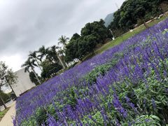 -玫瑰小镇
