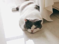 -L•野生眉半永久纹眉纹绣