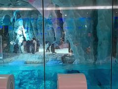 -帝企鹅自助餐厅•儿童岛•真企鹅(长隆企鹅酒店)