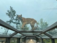 -西霞口神雕山野生动物世界