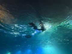 -海棠湾洲际-涛·海底餐厅·美人鱼·自助餐·海底隧道