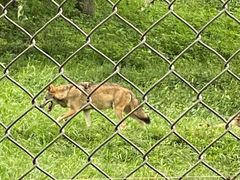 -合肥野生动物园