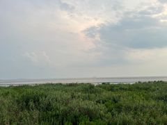 -合肥滨湖国家森林公园