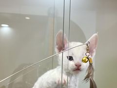 -青奢宠物·青奢猫舍