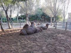 -长白岛森林公园