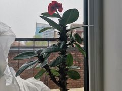 -成桂西餐厅·41年的味道(五大道疙瘩楼店)