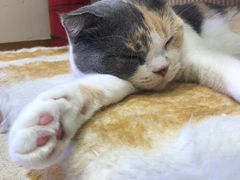 -藏猫猫咖啡主题馆(中央大道店)