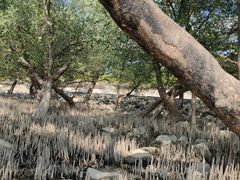 -宝安西湾红树林湿地公园