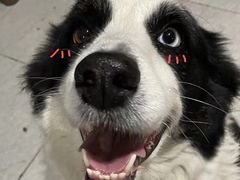 -塔哈尔·新疆盛宴(复地活力城店)