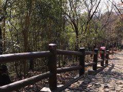 -上海佘山国家森林公园天马山园