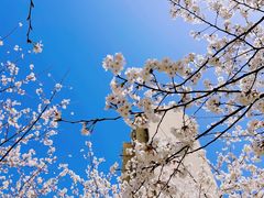 -高东镇樱花园