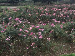 -宜兴龙背山森林公园