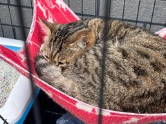 -固驰顺淼汽车贴膜改色·隐形车衣·玻璃贴膜