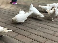 -王府井奥莱临潼小镇(临潼店)