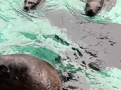 -珠海长隆海洋王国