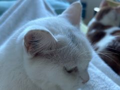 -宠颐生动物医院·猫科·心脏科(海口分院)