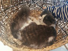 -飞行喵MR PILOT|猫舍·猫咖(静安大融城店)