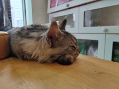 -楼上猫咖(罗湖店)