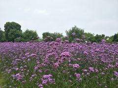 -鹅湖玫瑰文化园